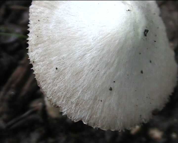 Volvariella hypopithys